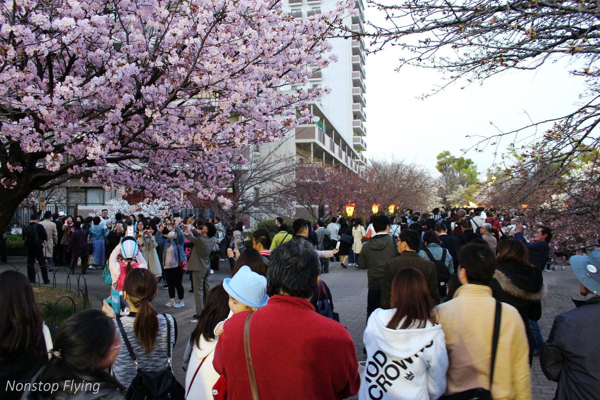 【日本大阪】天滿橋、造幣局櫻花大道 -花期後段賞夜櫻!
