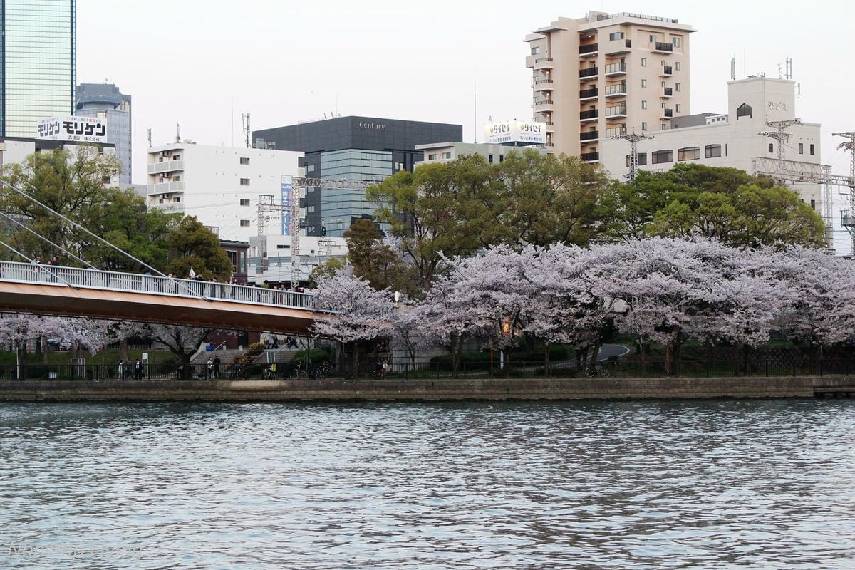 【日本大阪】天滿橋、造幣局櫻花大道 -花期後段賞夜櫻!