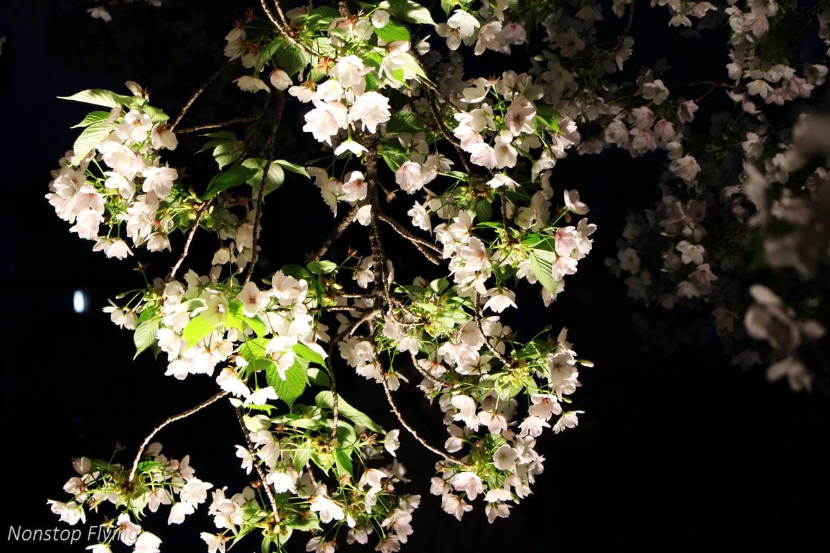 【日本大阪】天滿橋、造幣局櫻花大道 -花期後段賞夜櫻!