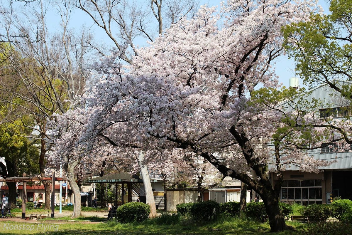 【日本大阪】梅田藍天大廈空中庭園展望台、大淀中公園賞櫻! - 第11張圖 【日本大阪】梅田藍天大廈空中庭園展望台、大淀中公園賞櫻!