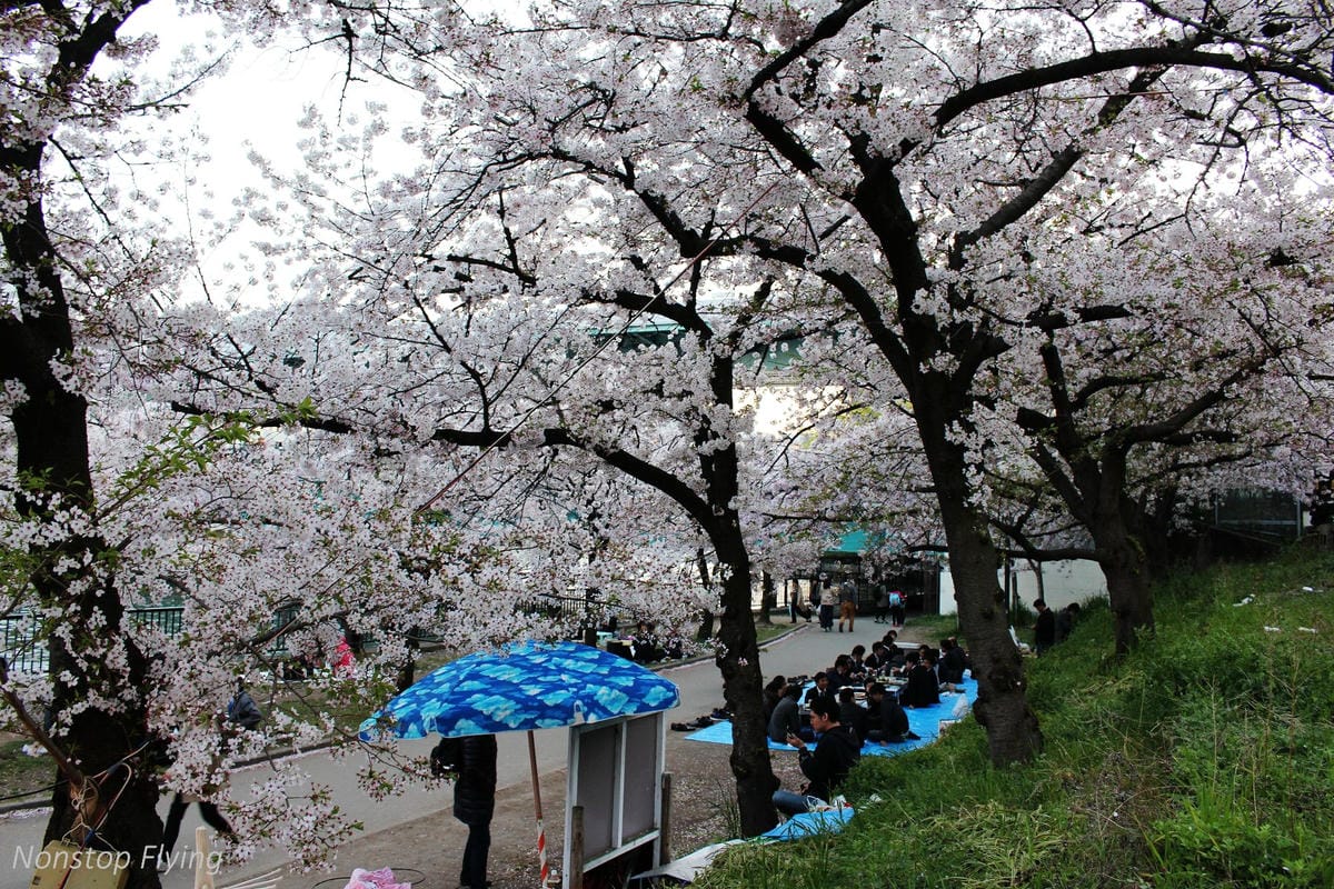 【日本大阪】天滿橋、造幣局櫻花大道 -花期後段賞夜櫻!