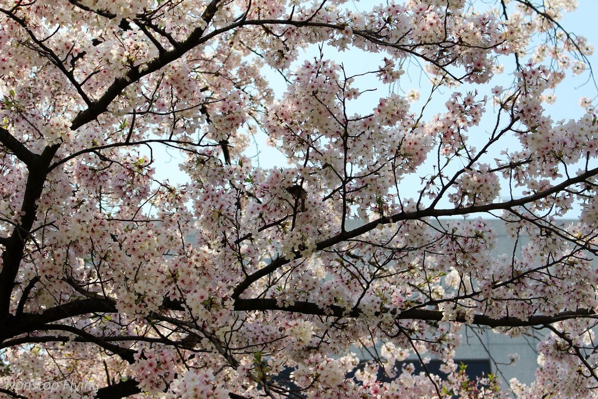 【日本大阪】梅田藍天大廈空中庭園展望台、大淀中公園賞櫻! - 第14張圖 【日本大阪】梅田藍天大廈空中庭園展望台、大淀中公園賞櫻!