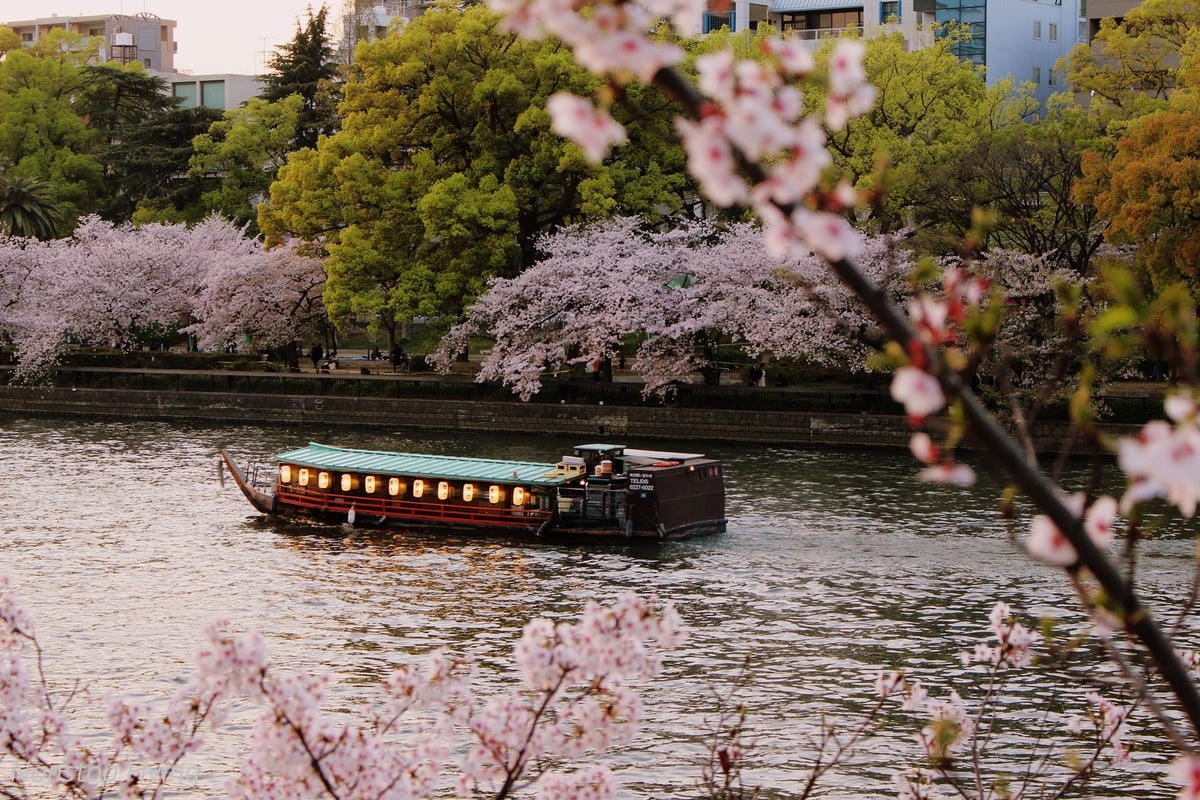 【日本大阪】天滿橋、造幣局櫻花大道 -花期後段賞夜櫻!
