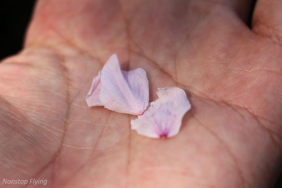 【日本大阪】梅田藍天大廈空中庭園展望台、大淀中公園賞櫻! - 第13張圖 【日本大阪】梅田藍天大廈空中庭園展望台、大淀中公園賞櫻!