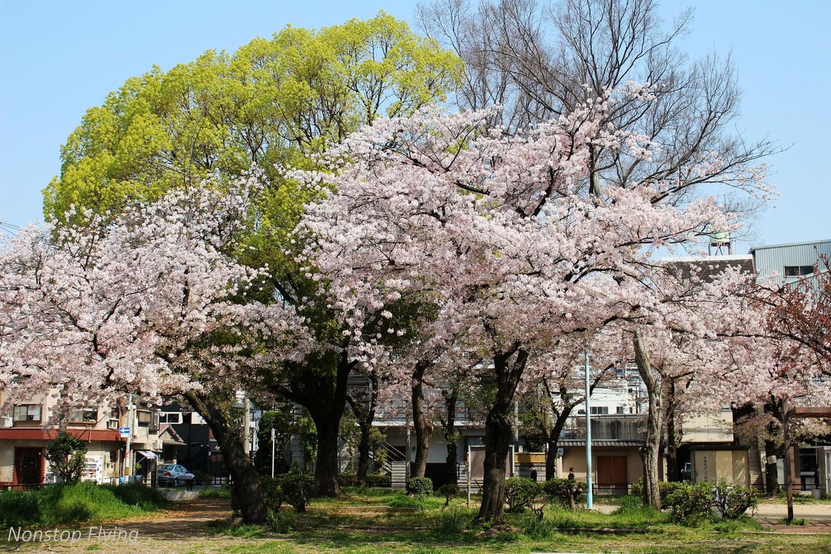 【日本大阪】梅田藍天大廈空中庭園展望台、大淀中公園賞櫻! - 第15張圖 【日本大阪】梅田藍天大廈空中庭園展望台、大淀中公園賞櫻!