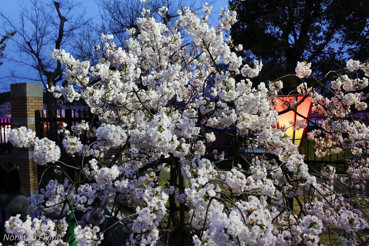 【日本大阪】天滿橋、造幣局櫻花大道 -花期後段賞夜櫻!