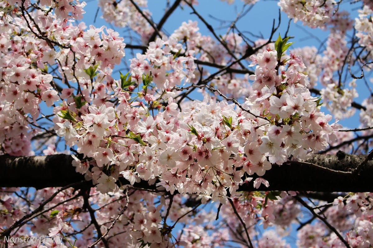 【日本大阪】梅田藍天大廈空中庭園展望台、大淀中公園賞櫻! - 第10張圖 【日本大阪】梅田藍天大廈空中庭園展望台、大淀中公園賞櫻!