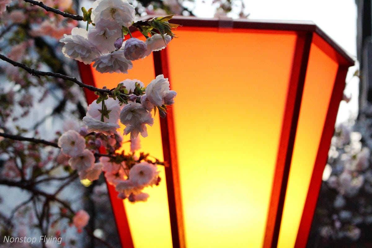 【日本大阪】天滿橋、造幣局櫻花大道 -花期後段賞夜櫻!