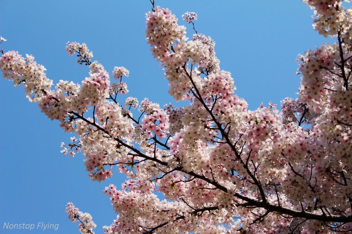 【日本大阪】梅田藍天大廈空中庭園展望台、大淀中公園賞櫻! - 第8張圖 【日本大阪】梅田藍天大廈空中庭園展望台、大淀中公園賞櫻!