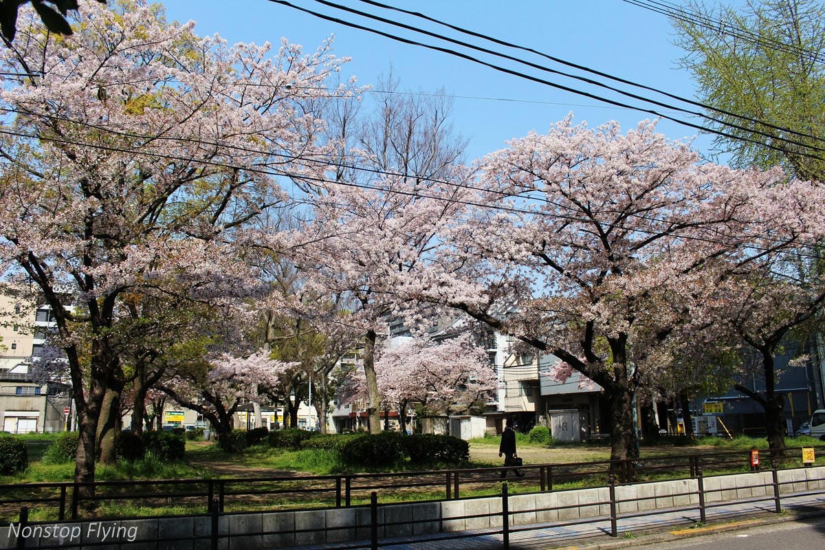 【日本大阪】梅田藍天大廈空中庭園展望台、大淀中公園賞櫻! - 第7張圖 【日本大阪】梅田藍天大廈空中庭園展望台、大淀中公園賞櫻!