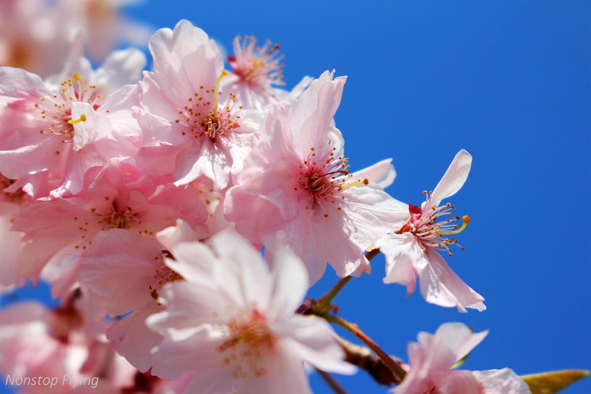 【日本關西】春櫻盛開 姬路城 -從滿開到吹雪的名城風情 - 第19張圖 【日本關西】春櫻盛開 姬路城 -從滿開到吹雪的名城風情