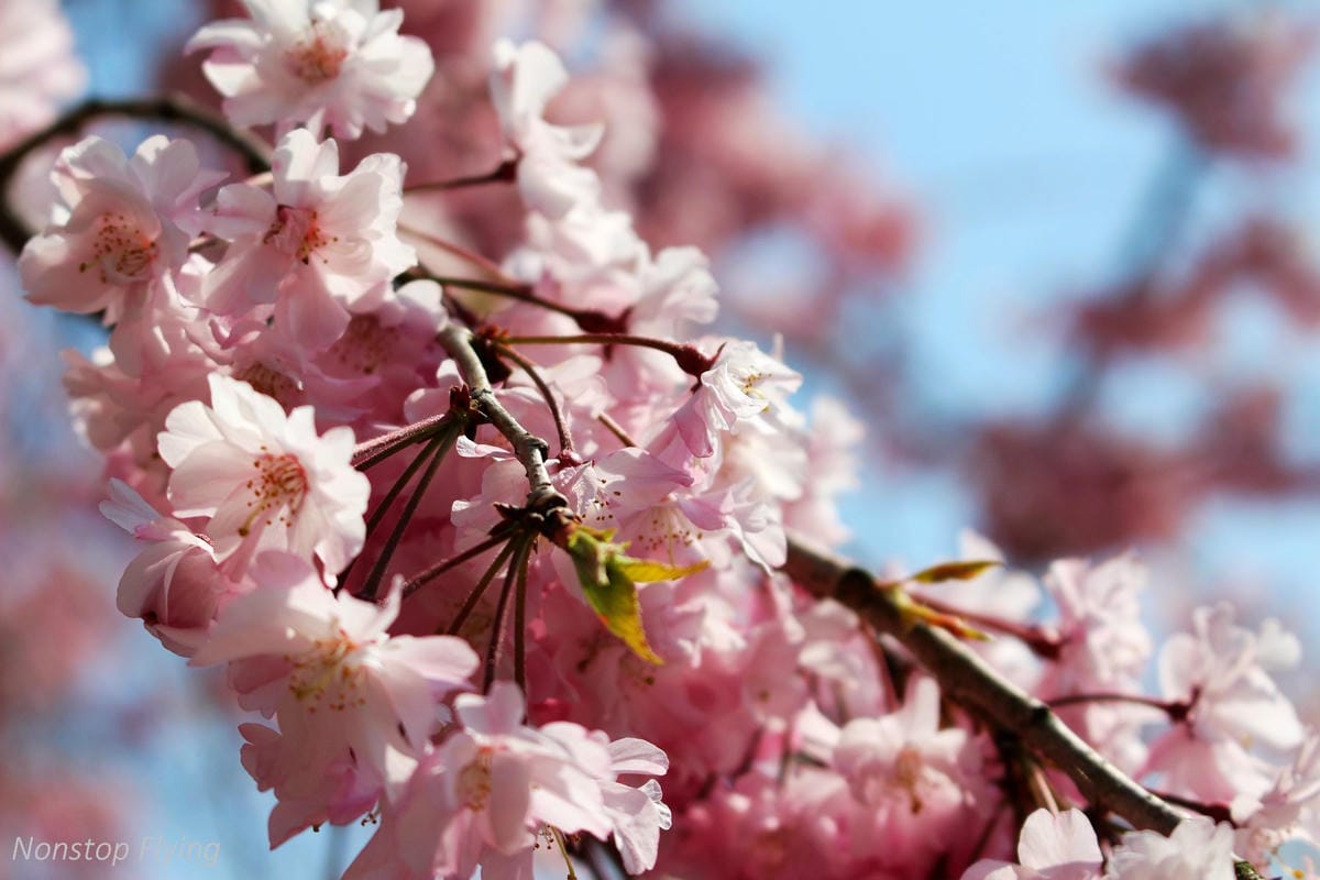 【日本關西】春櫻盛開 姬路城 -從滿開到吹雪的名城風情 - 第33張圖 【日本關西】春櫻盛開 姬路城 -從滿開到吹雪的名城風情