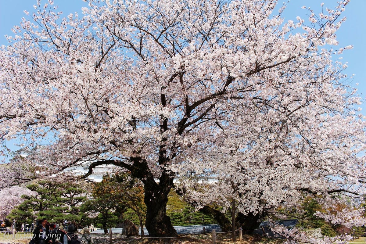【日本關西】春櫻盛開 姬路城 -從滿開到吹雪的名城風情 - 第20張圖 【日本關西】春櫻盛開 姬路城 -從滿開到吹雪的名城風情