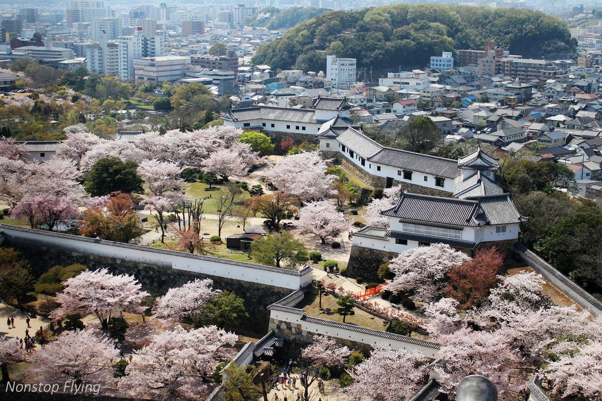 【日本關西】春櫻盛開 姬路城 -從滿開到吹雪的名城風情 - 第26張圖 【日本關西】春櫻盛開 姬路城 -從滿開到吹雪的名城風情