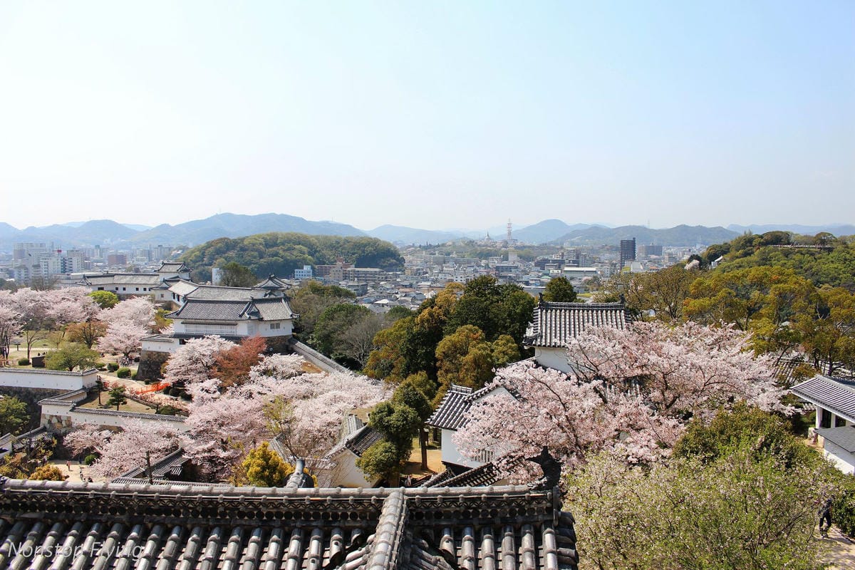 【日本關西】春櫻盛開 姬路城 -從滿開到吹雪的名城風情 - 第24張圖 【日本關西】春櫻盛開 姬路城 -從滿開到吹雪的名城風情