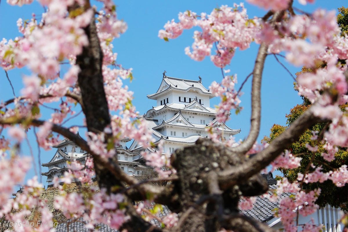 【日本關西】春櫻盛開 姬路城 -從滿開到吹雪的名城風情 - 第18張圖 【日本關西】春櫻盛開 姬路城 -從滿開到吹雪的名城風情