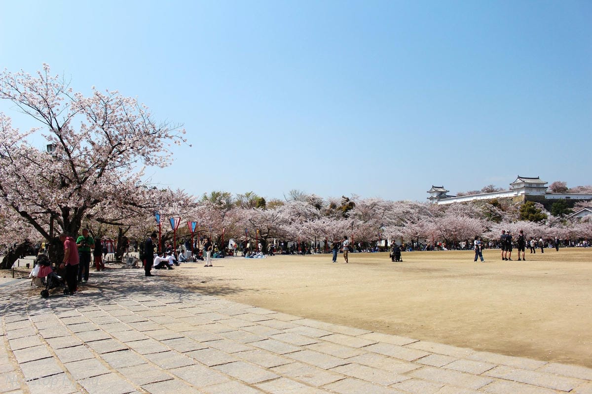 【日本關西】春櫻盛開 姬路城 -從滿開到吹雪的名城風情 - 第13張圖 【日本關西】春櫻盛開 姬路城 -從滿開到吹雪的名城風情