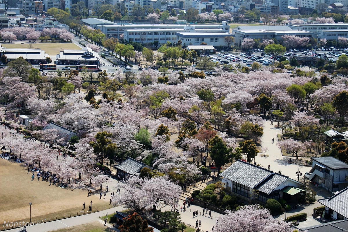 【日本關西】春櫻盛開 姬路城 -從滿開到吹雪的名城風情 - 第29張圖 【日本關西】春櫻盛開 姬路城 -從滿開到吹雪的名城風情