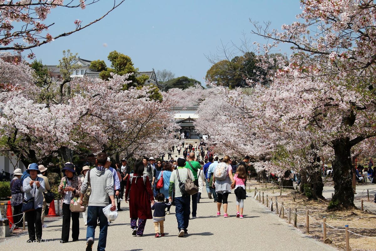 【日本關西】春櫻盛開 姬路城 -從滿開到吹雪的名城風情 - 第16張圖 【日本關西】春櫻盛開 姬路城 -從滿開到吹雪的名城風情