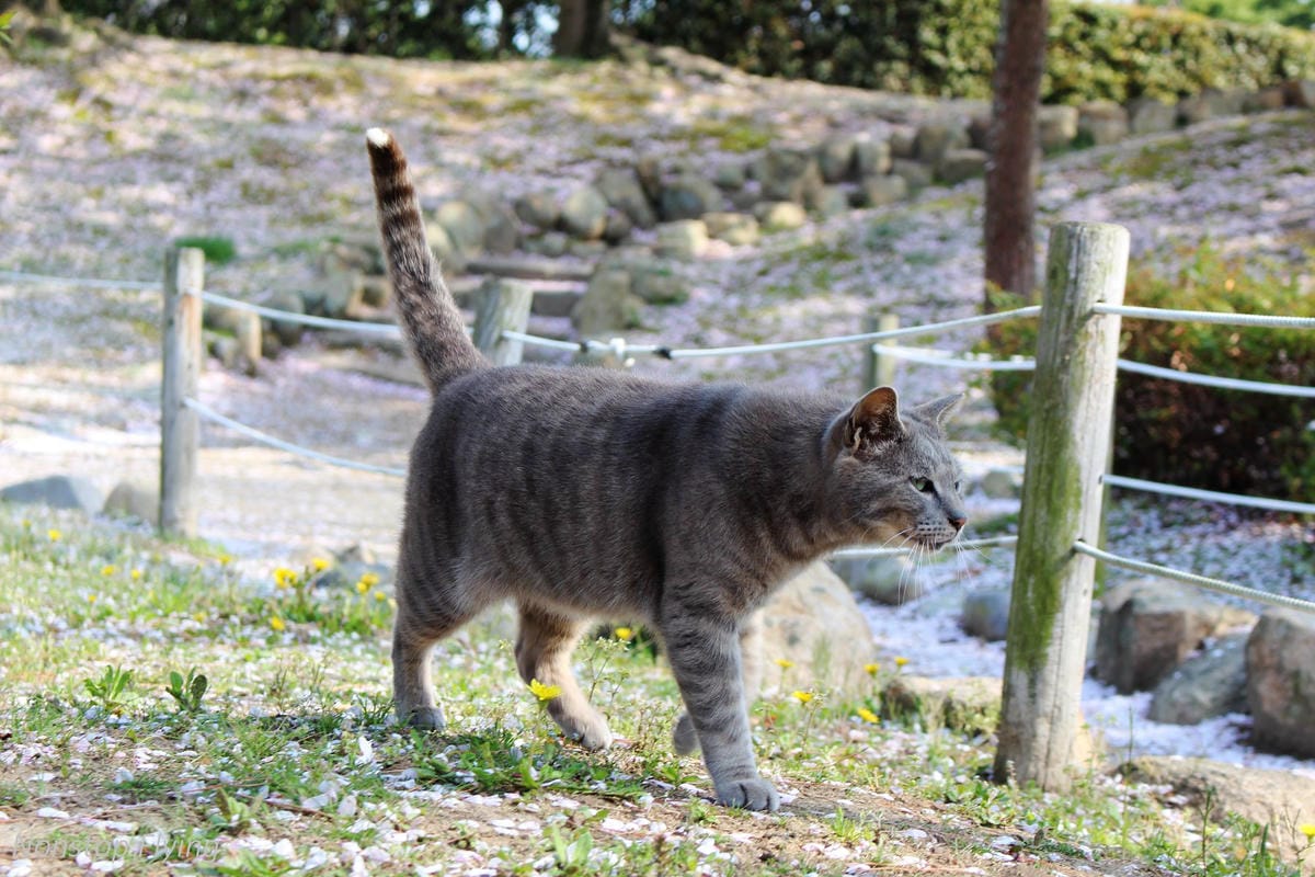 【日本關西】春櫻盛開 姬路城 -從滿開到吹雪的名城風情 - 第38張圖 【日本關西】春櫻盛開 姬路城 -從滿開到吹雪的名城風情