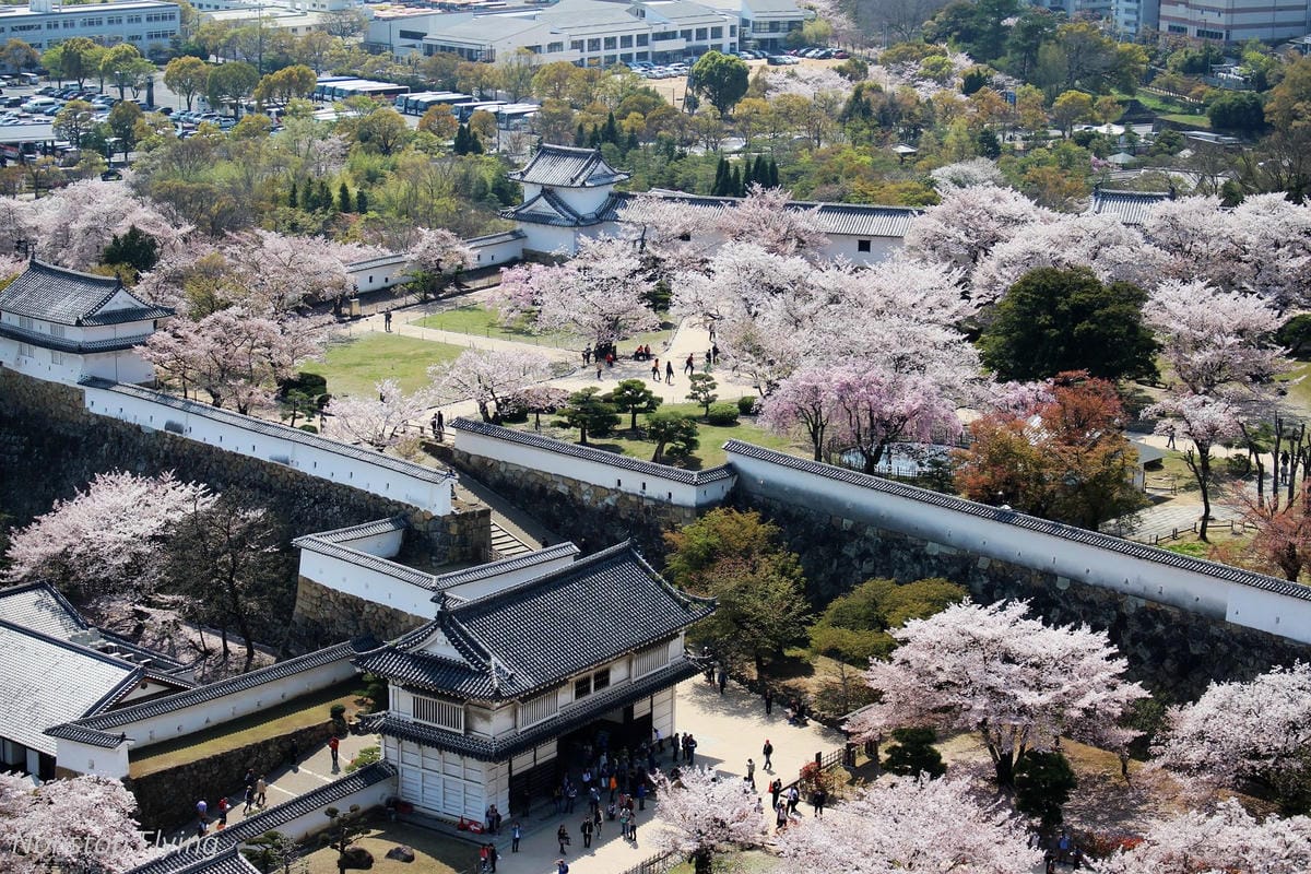 【日本關西】春櫻盛開 姬路城 -從滿開到吹雪的名城風情 - 第27張圖 【日本關西】春櫻盛開 姬路城 -從滿開到吹雪的名城風情