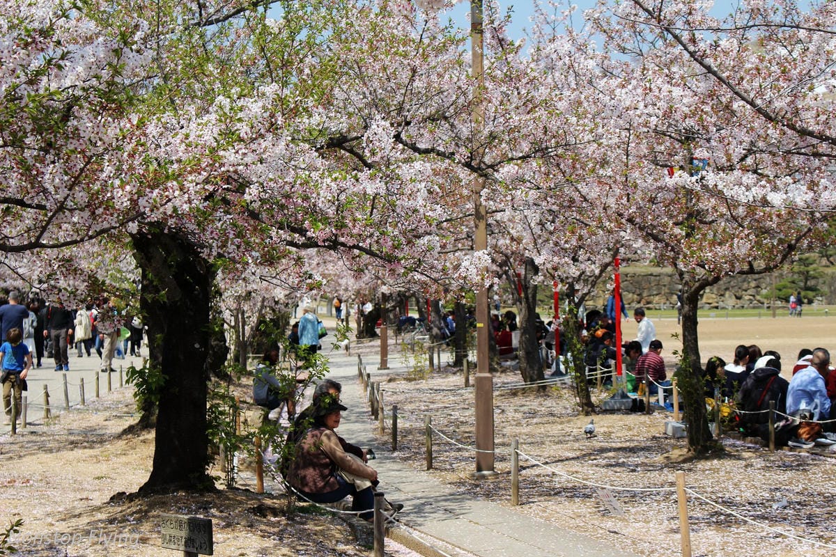 【日本關西】春櫻盛開 姬路城 -從滿開到吹雪的名城風情 - 第15張圖 【日本關西】春櫻盛開 姬路城 -從滿開到吹雪的名城風情