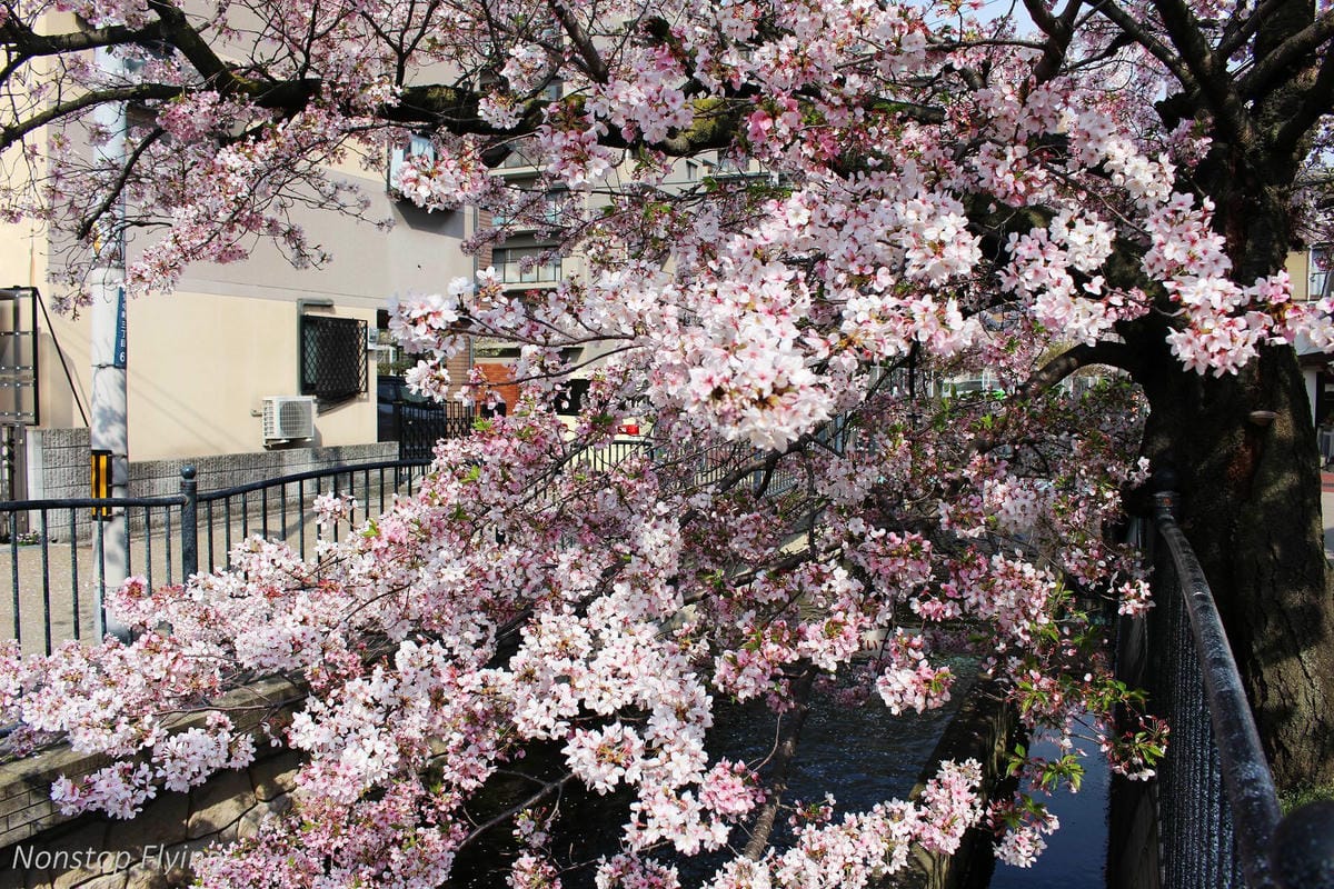 【大阪美食】マンジェ(Manger)炸豬排 -近八尾駅，曾登tabelog全國第一，神秘TOKYO-X夢幻豬!