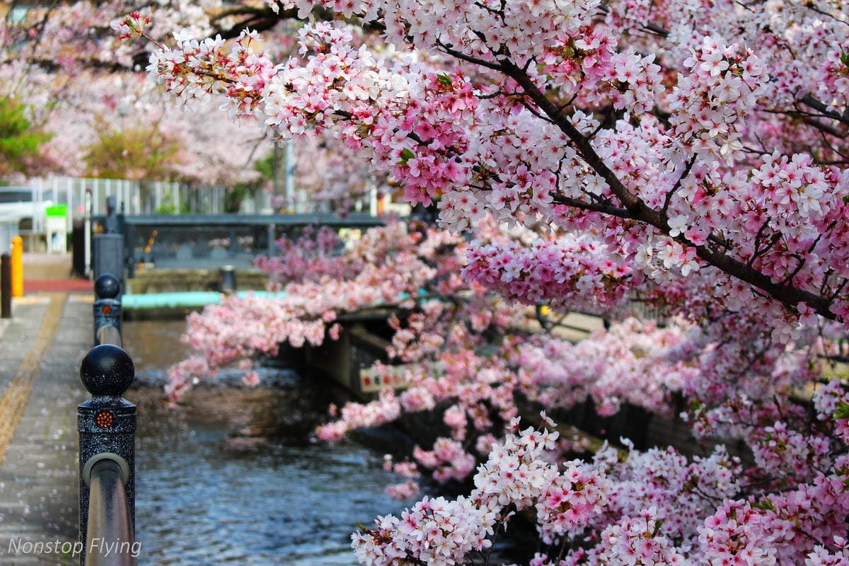 【大阪美食】マンジェ(Manger)炸豬排 -近八尾駅，曾登tabelog全國第一，神秘TOKYO-X夢幻豬!