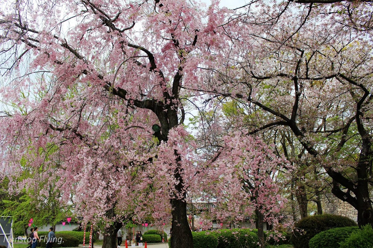 【日本大阪】大阪城巡禮、大川櫻花遊覽船(大阪周遊卡免費乘坐) - 第12張圖 【日本大阪】大阪城巡禮、大川櫻花遊覽船(大阪周遊卡免費乘坐)