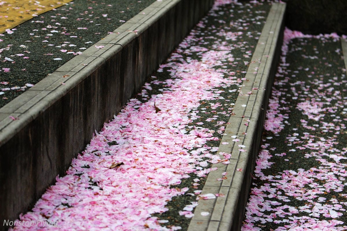 【日本大阪】大阪城巡禮、大川櫻花遊覽船(大阪周遊卡免費乘坐) - 第2張圖 【日本大阪】大阪城巡禮、大川櫻花遊覽船(大阪周遊卡免費乘坐)
