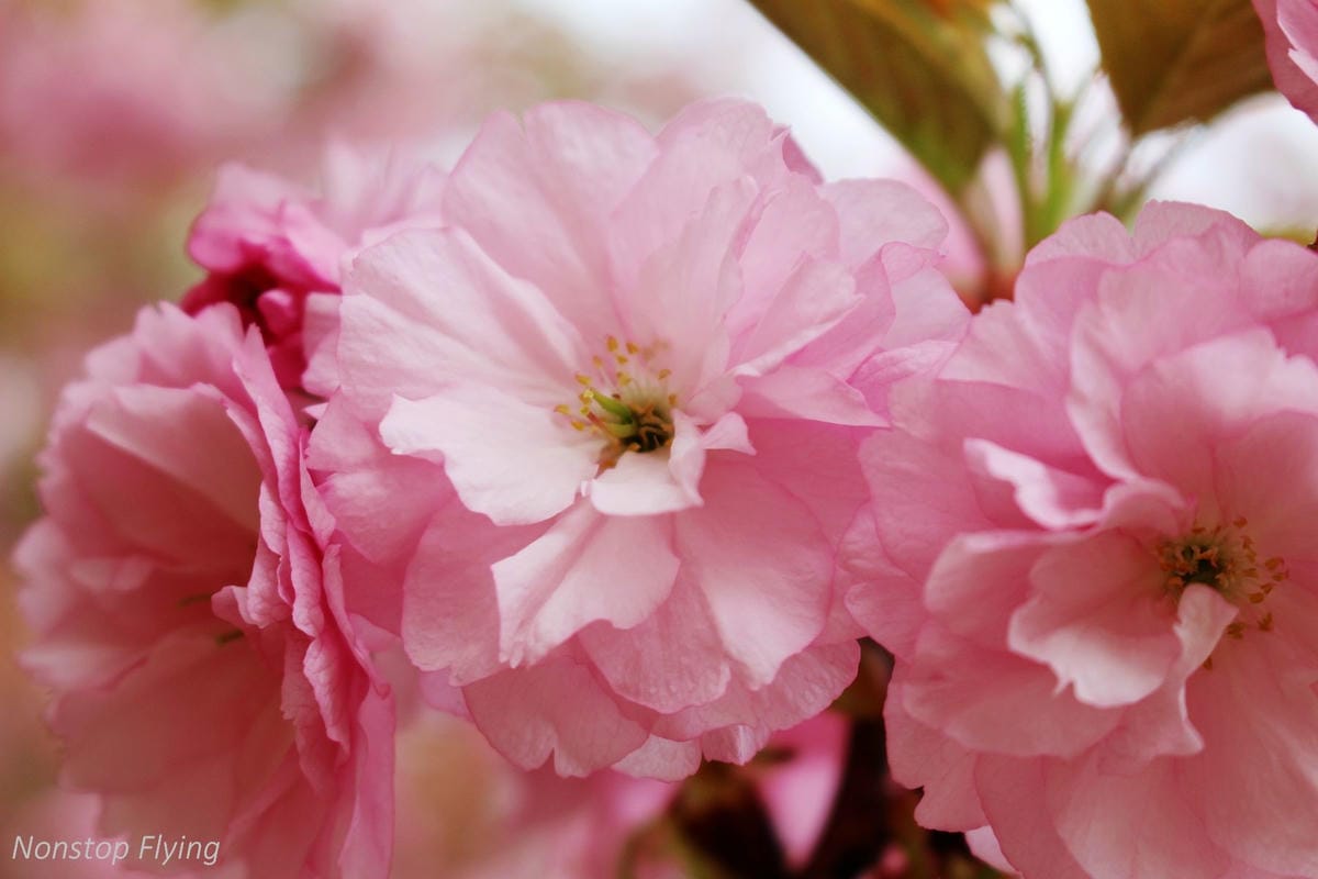【日本東京】清澄庭園 -半藏門線/大江戶線徒步3分,經典日式庭園,春季賞櫻名所! - 第31張圖 【日本東京】清澄庭園 -半藏門線/大江戶線徒步3分,經典日式庭園,春季賞櫻名所!