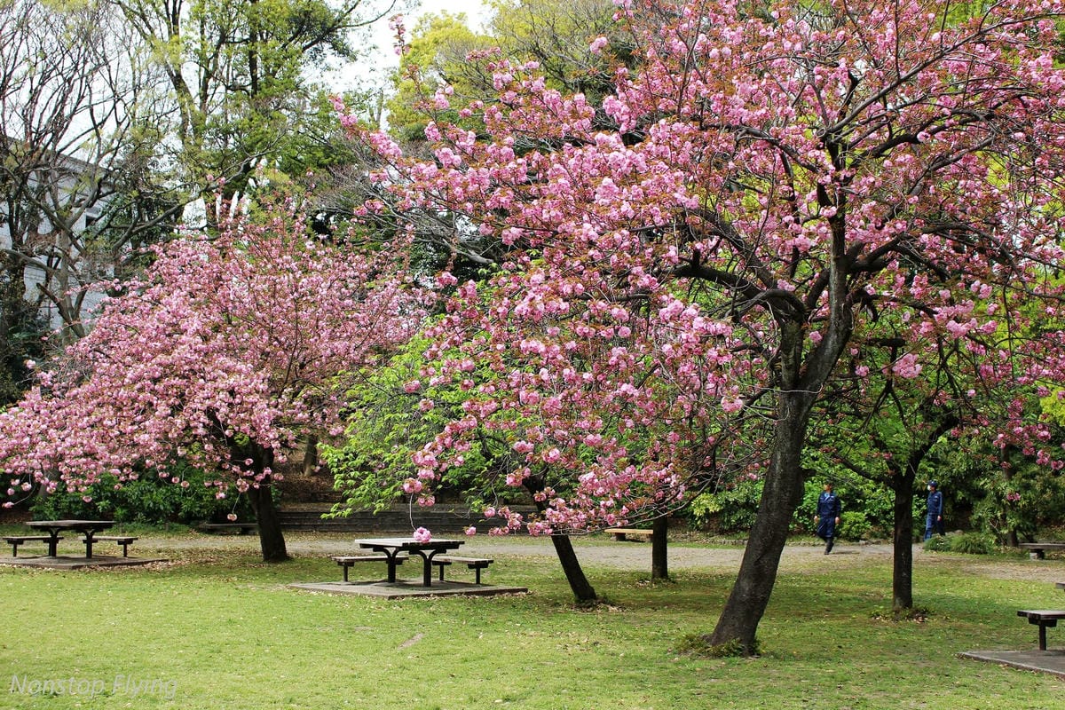 【日本東京】清澄庭園 -半藏門線/大江戶線徒步3分,經典日式庭園,春季賞櫻名所! - 第23張圖 【日本東京】清澄庭園 -半藏門線/大江戶線徒步3分,經典日式庭園,春季賞櫻名所!