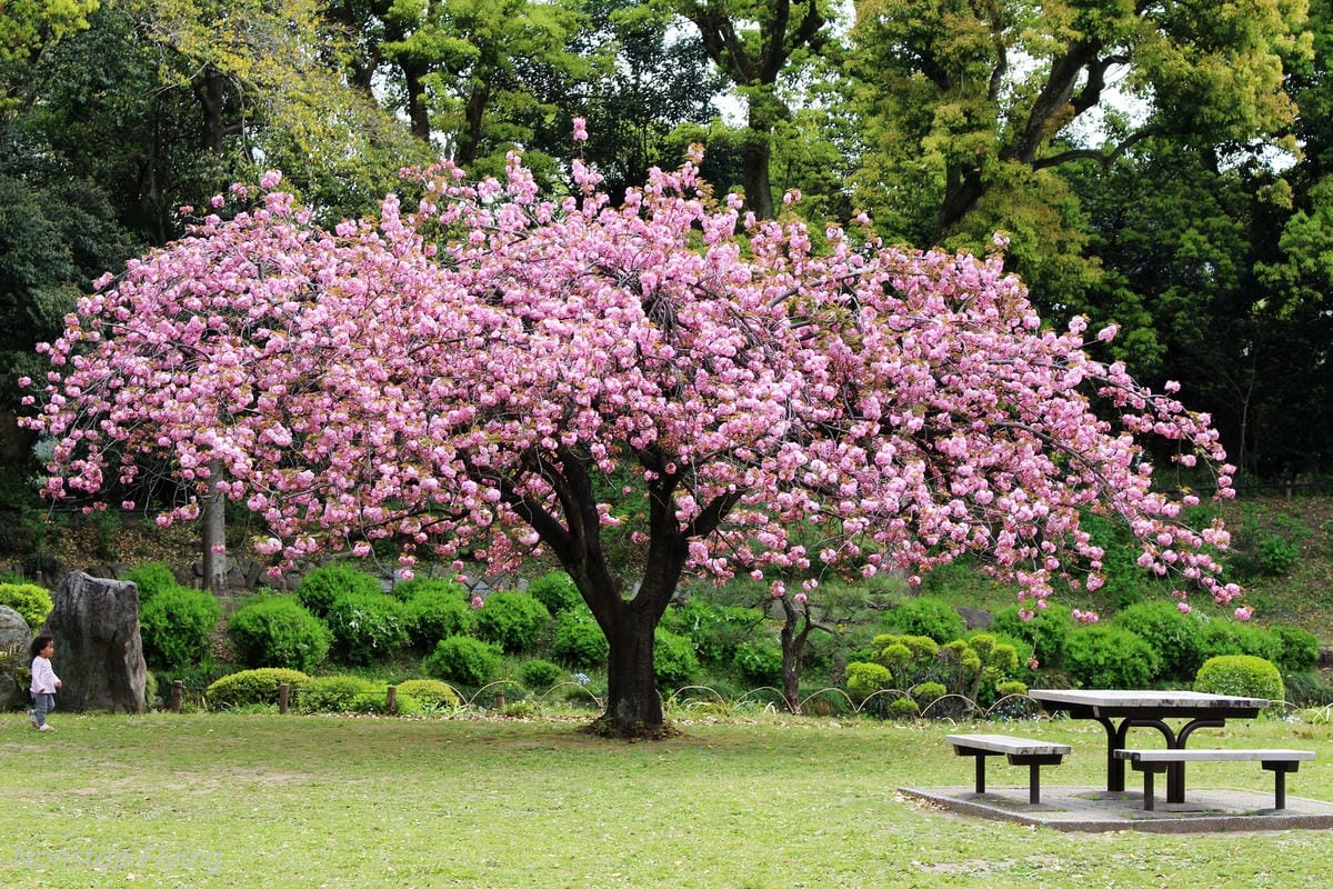 【日本東京】清澄庭園 -半藏門線/大江戶線徒步3分,經典日式庭園,春季賞櫻名所! - 第34張圖 【日本東京】清澄庭園 -半藏門線/大江戶線徒步3分,經典日式庭園,春季賞櫻名所!