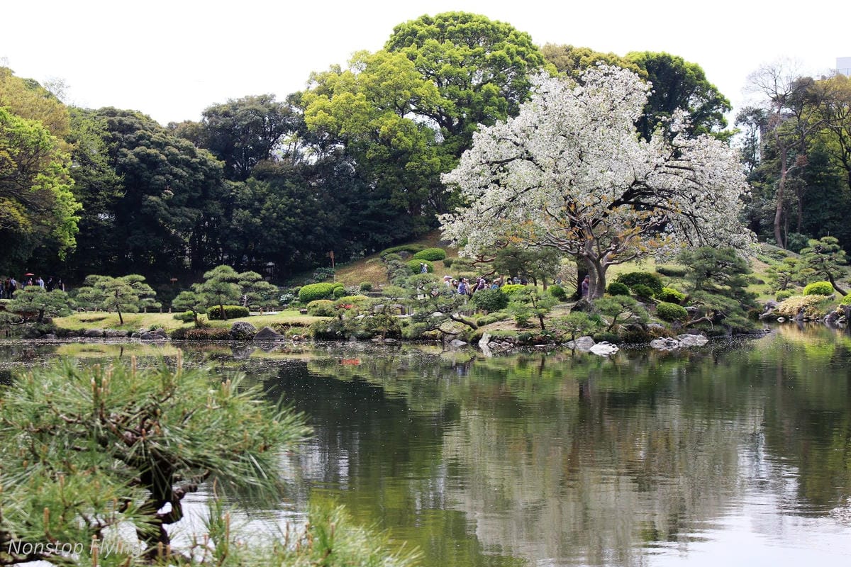 【日本東京】清澄庭園 -半藏門線/大江戶線徒步3分,經典日式庭園,春季賞櫻名所! - 第16張圖 【日本東京】清澄庭園 -半藏門線/大江戶線徒步3分,經典日式庭園,春季賞櫻名所!