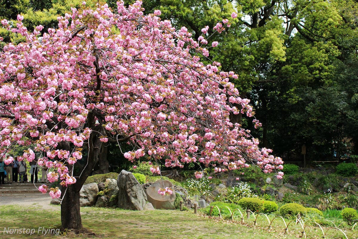 【日本東京】清澄庭園 -半藏門線/大江戶線徒步3分,經典日式庭園,春季賞櫻名所! - 第24張圖 【日本東京】清澄庭園 -半藏門線/大江戶線徒步3分,經典日式庭園,春季賞櫻名所!