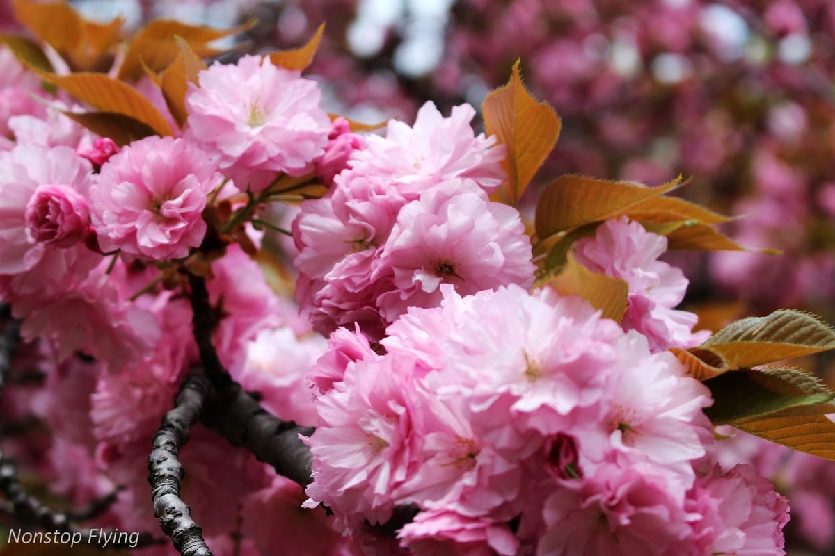 【日本東京】清澄庭園 -半藏門線/大江戶線徒步3分,經典日式庭園,春季賞櫻名所! - 第32張圖 【日本東京】清澄庭園 -半藏門線/大江戶線徒步3分,經典日式庭園,春季賞櫻名所!