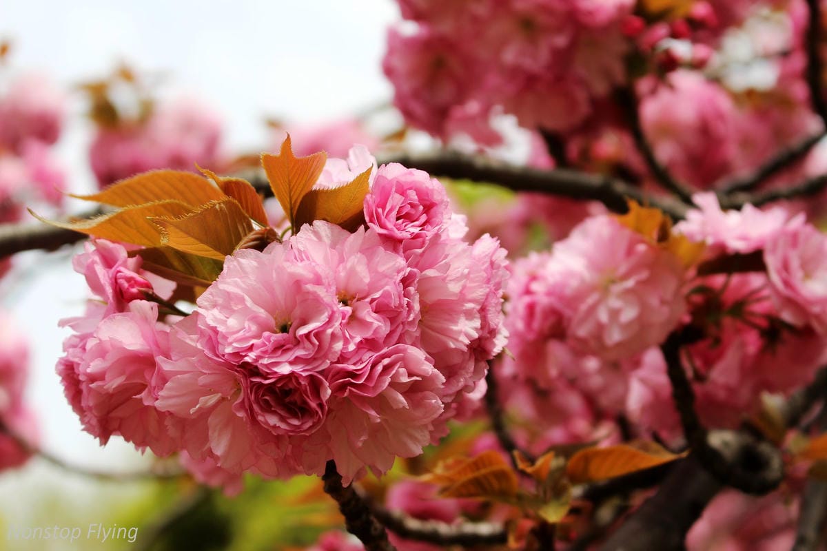 【日本東京】清澄庭園 -半藏門線/大江戶線徒步3分,經典日式庭園,春季賞櫻名所! - 第29張圖 【日本東京】清澄庭園 -半藏門線/大江戶線徒步3分,經典日式庭園,春季賞櫻名所!