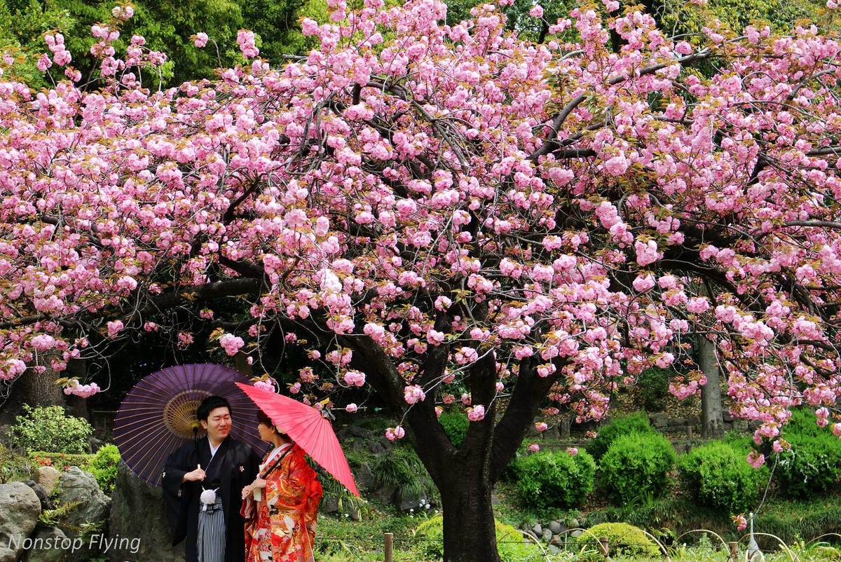 【日本東京】清澄庭園 -半藏門線/大江戶線徒步3分,經典日式庭園,春季賞櫻名所! - 第30張圖 【日本東京】清澄庭園 -半藏門線/大江戶線徒步3分,經典日式庭園,春季賞櫻名所!