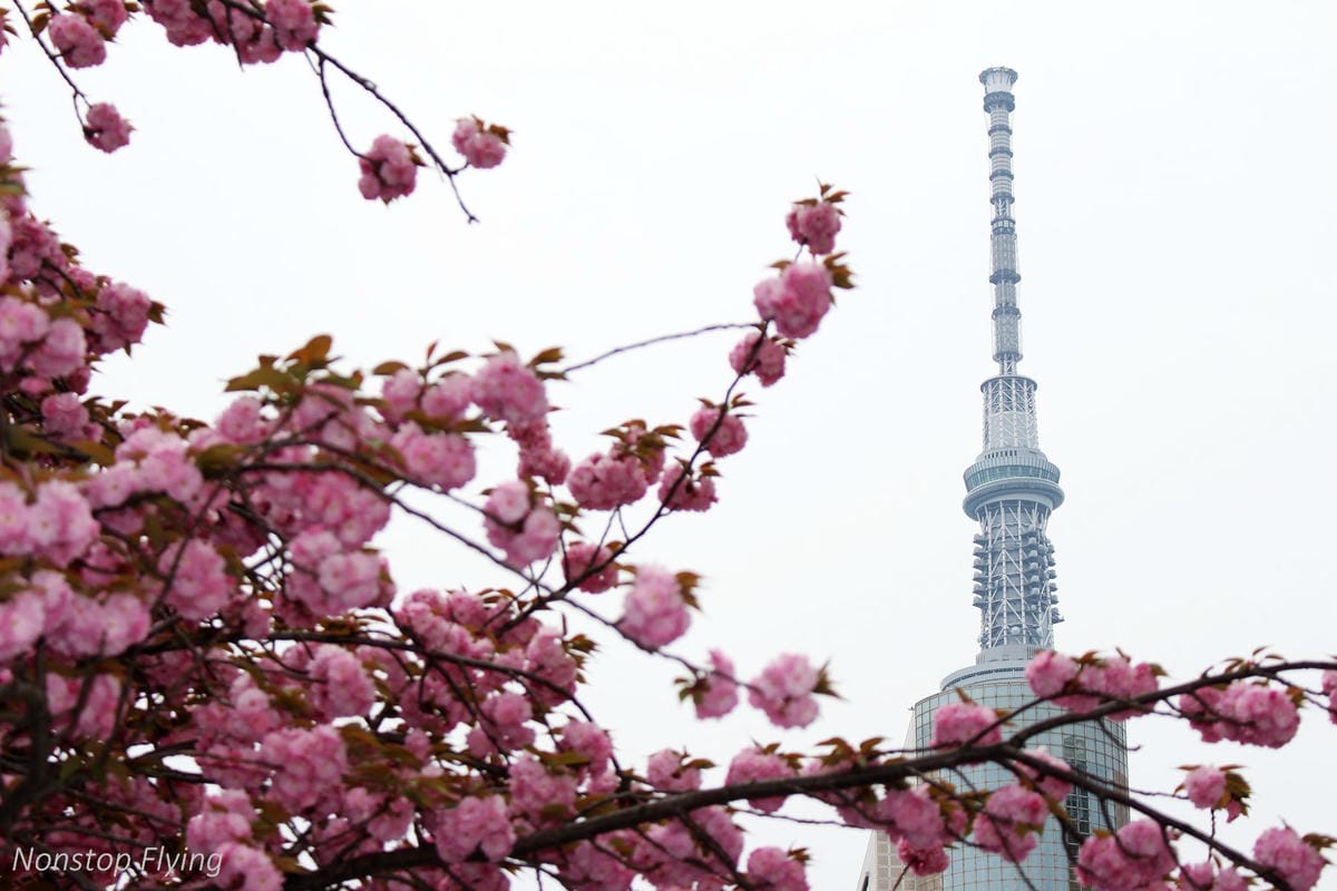 【日本東京】清澄庭園 -半藏門線/大江戶線徒步3分,經典日式庭園,春季賞櫻名所! - 第41張圖 【日本東京】清澄庭園 -半藏門線/大江戶線徒步3分,經典日式庭園,春季賞櫻名所!