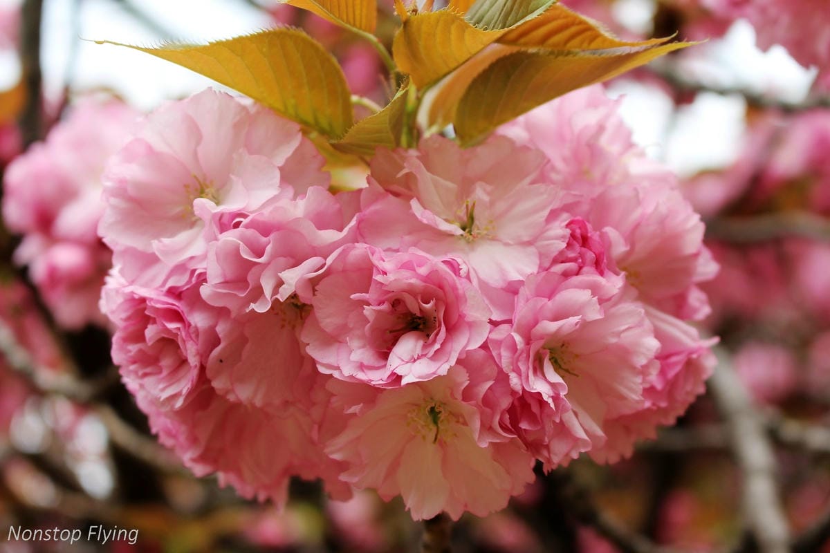 【日本東京】清澄庭園 -半藏門線/大江戶線徒步3分,經典日式庭園,春季賞櫻名所! - 第26張圖 【日本東京】清澄庭園 -半藏門線/大江戶線徒步3分,經典日式庭園,春季賞櫻名所!