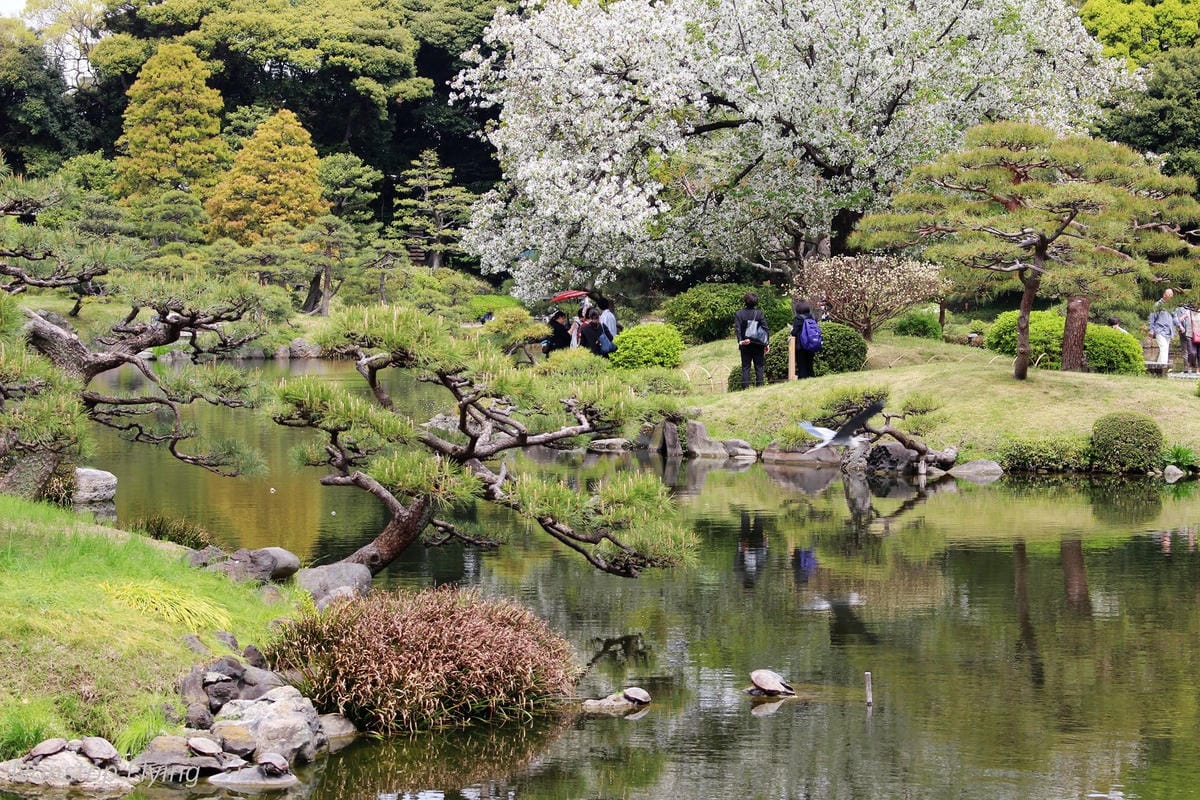 【日本東京】清澄庭園 -半藏門線/大江戶線徒步3分,經典日式庭園,春季賞櫻名所! - 第21張圖 【日本東京】清澄庭園 -半藏門線/大江戶線徒步3分,經典日式庭園,春季賞櫻名所!