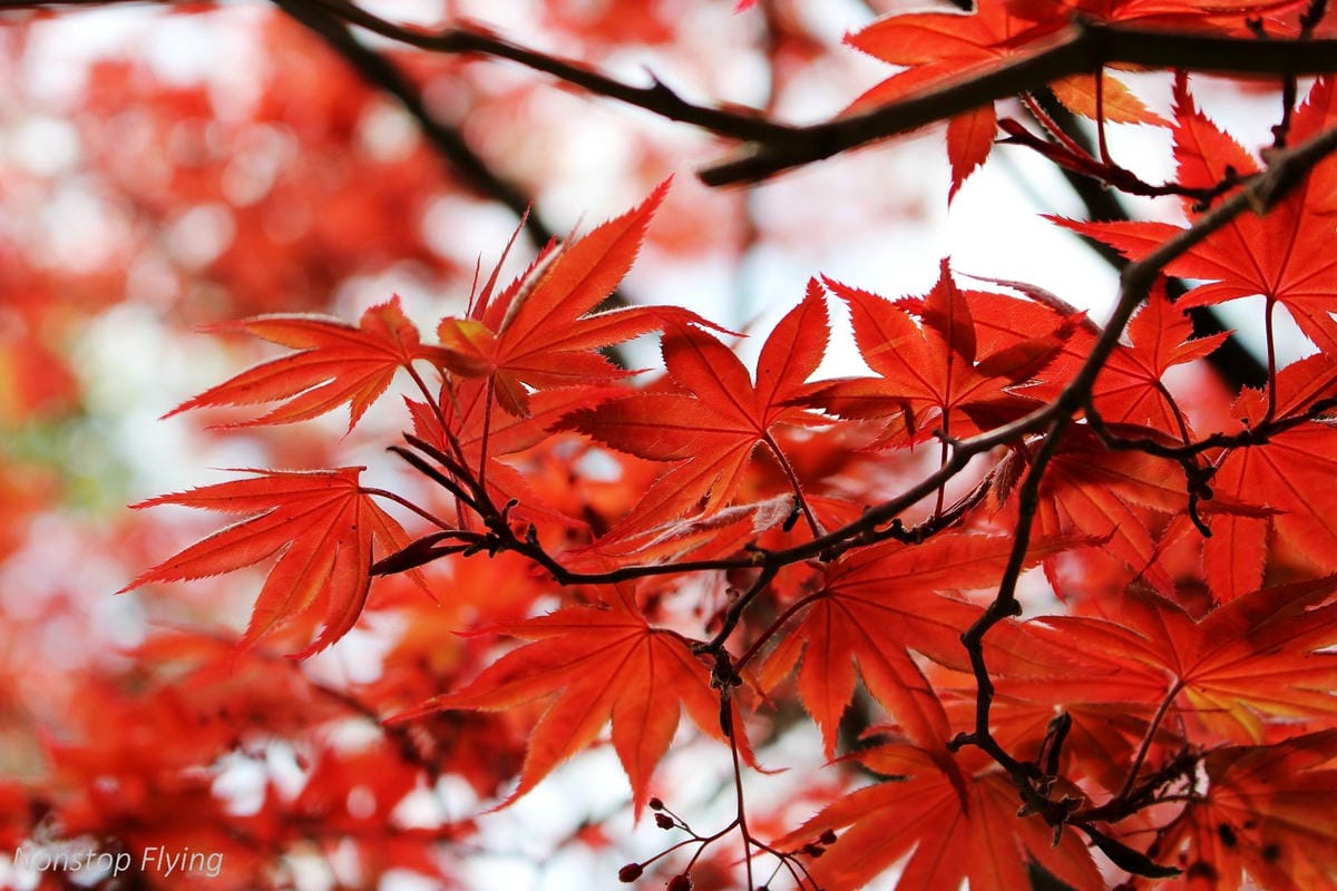 【日本東京】清澄庭園 -半藏門線/大江戶線徒步3分,經典日式庭園,春季賞櫻名所! - 第11張圖 【日本東京】清澄庭園 -半藏門線/大江戶線徒步3分,經典日式庭園,春季賞櫻名所!
