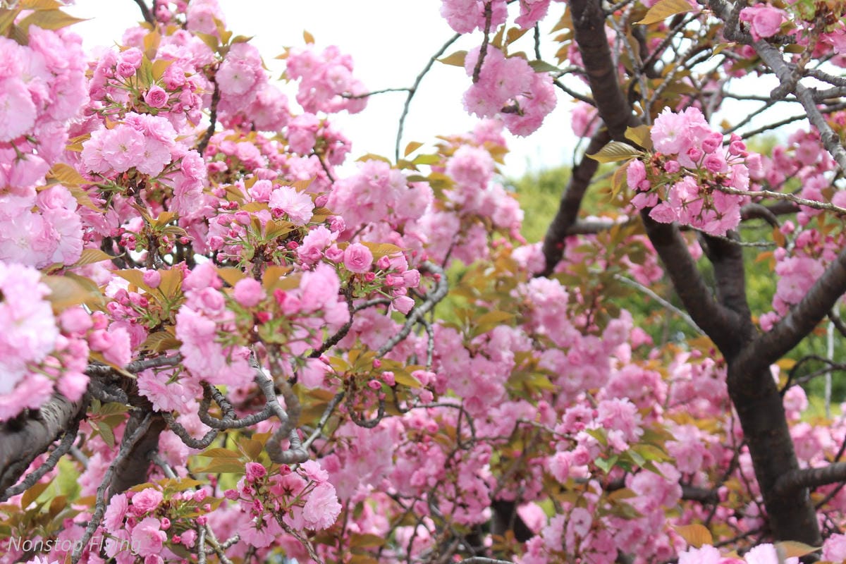 【日本東京】清澄庭園 -半藏門線/大江戶線徒步3分,經典日式庭園,春季賞櫻名所! - 第28張圖 【日本東京】清澄庭園 -半藏門線/大江戶線徒步3分,經典日式庭園,春季賞櫻名所!