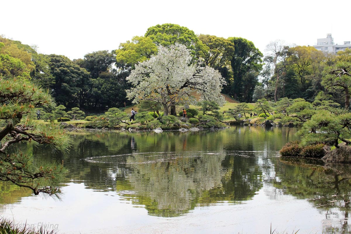 【日本東京】清澄庭園 -半藏門線/大江戶線徒步3分,經典日式庭園,春季賞櫻名所! - 第14張圖 【日本東京】清澄庭園 -半藏門線/大江戶線徒步3分,經典日式庭園,春季賞櫻名所!