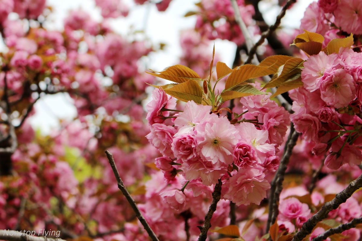 【日本東京】清澄庭園 -半藏門線/大江戶線徒步3分,經典日式庭園,春季賞櫻名所! - 第27張圖 【日本東京】清澄庭園 -半藏門線/大江戶線徒步3分,經典日式庭園,春季賞櫻名所!