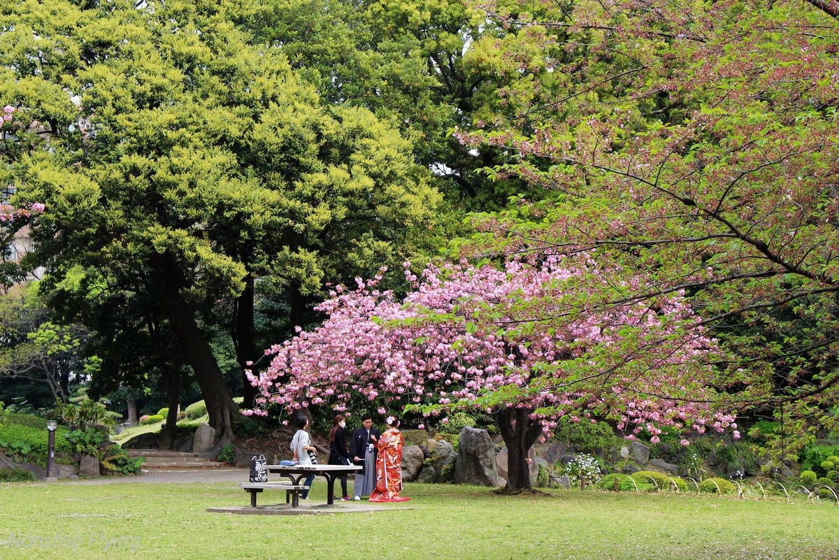 【日本東京】清澄庭園 -半藏門線/大江戶線徒步3分,經典日式庭園,春季賞櫻名所! - 第33張圖 【日本東京】清澄庭園 -半藏門線/大江戶線徒步3分,經典日式庭園,春季賞櫻名所!