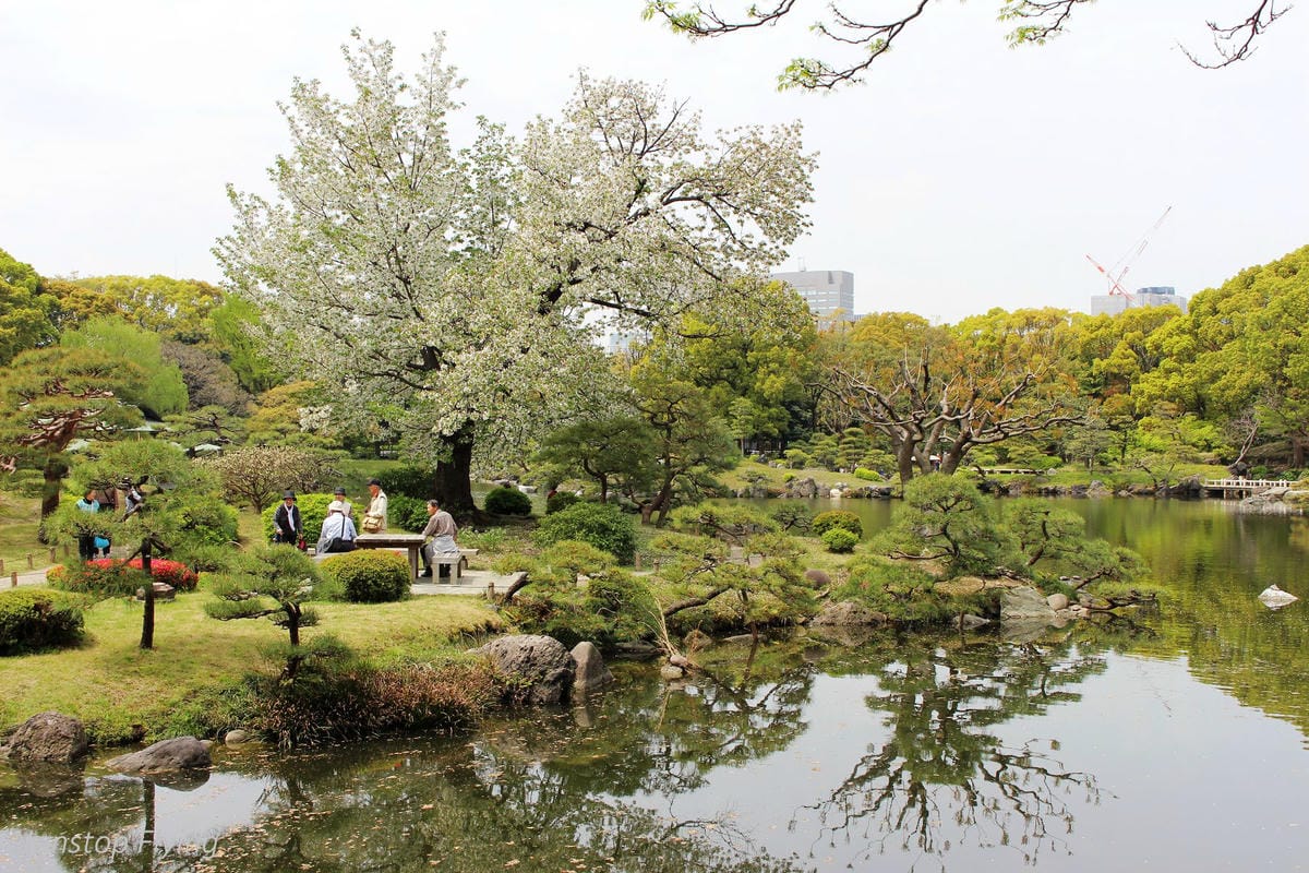【日本東京】清澄庭園 -半藏門線/大江戶線徒步3分,經典日式庭園,春季賞櫻名所! - 第19張圖 【日本東京】清澄庭園 -半藏門線/大江戶線徒步3分,經典日式庭園,春季賞櫻名所!