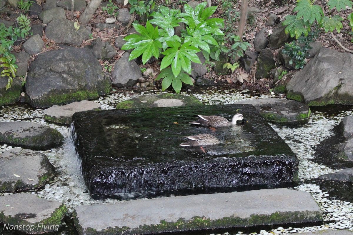 【日本東京】吉祥寺美登利壽司、井之頭公園、東京鐵塔、炸牛排 - 第15張圖 【日本東京】吉祥寺美登利壽司、井之頭公園、東京鐵塔、炸牛排