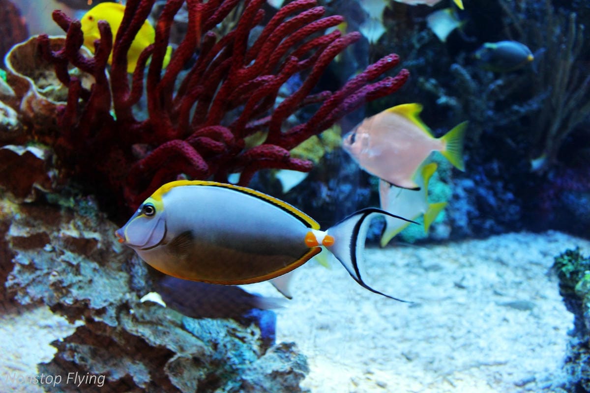 【澳門一日遊】從巴黎人、威尼斯人逛到澳門半島-議事亭前地、大三巴牌坊、東望洋燈塔、美高梅酒店… - 第39張圖 【澳門一日遊】從巴黎人、威尼斯人逛到澳門半島-議事亭前地、大三巴牌坊、東望洋燈塔、美高梅酒店…