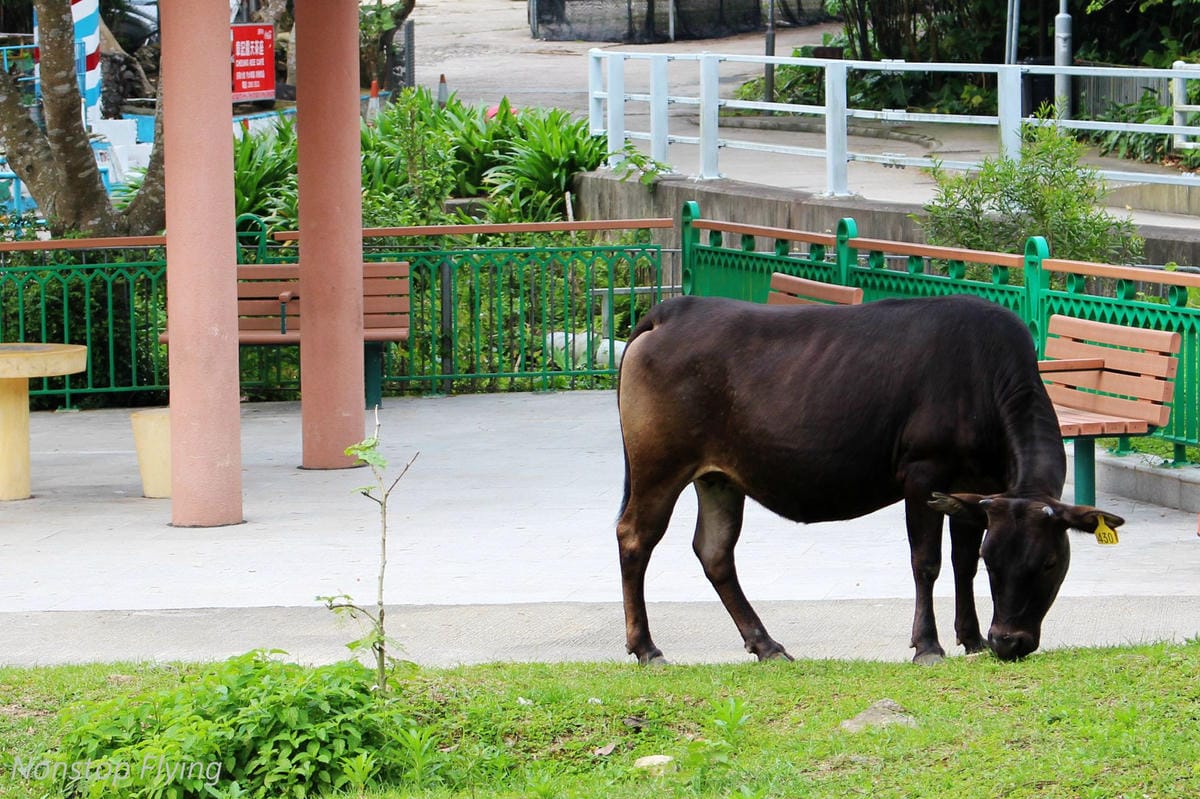 【香港遊記】中環的日與夜、勝香園美味番茄通粉、天壇大佛、尖沙咀翡翠拉麵小籠包、文華東方酒店、四季酒店 - 第35張圖 【香港遊記】中環的日與夜、勝香園美味番茄通粉、天壇大佛、尖沙咀翡翠拉麵小籠包、文華東方酒店、四季酒店